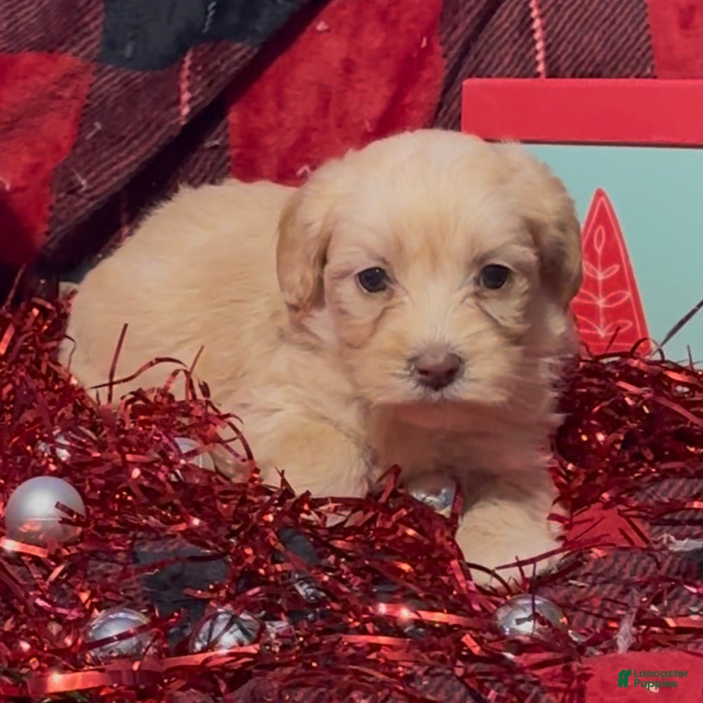 Mini Goldendoodle dogs Chrissy - Ad 34