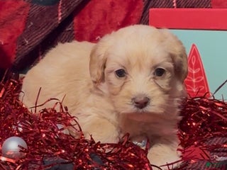 Mini Goldendoodle dogs Chrissy - Ad 34