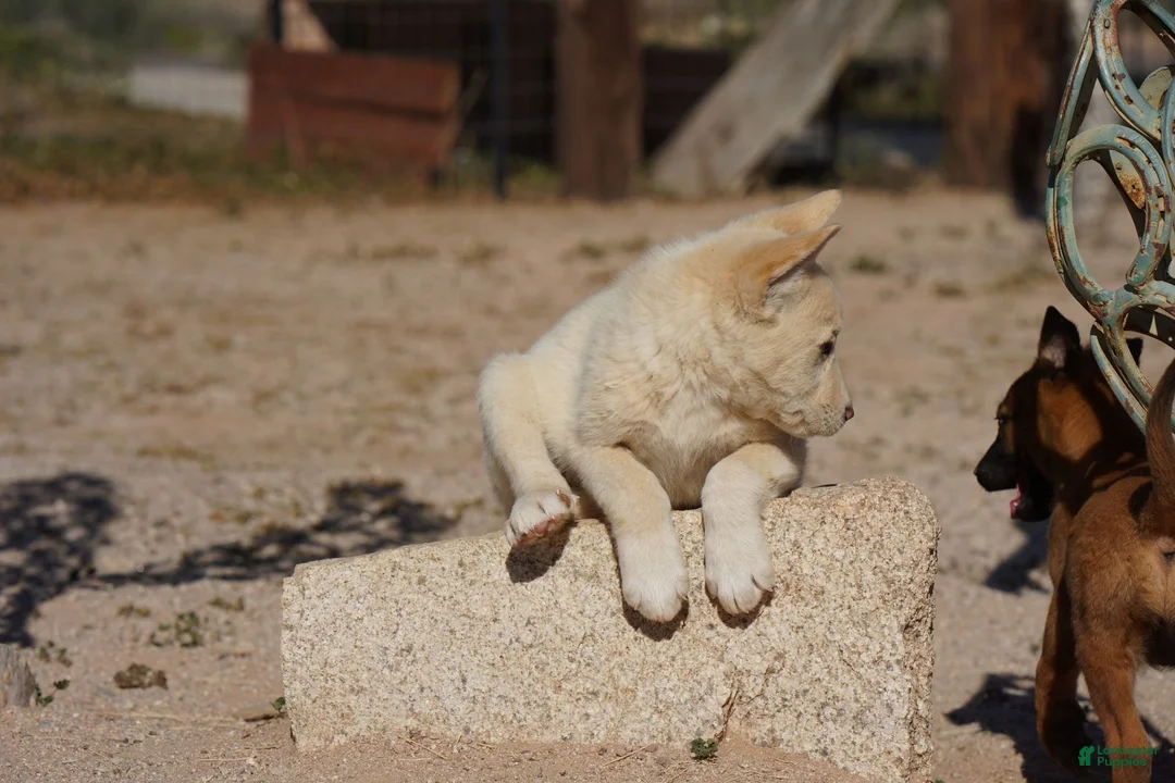 Mixed Breed dogs for sale: Toes M Cream - Ad 16