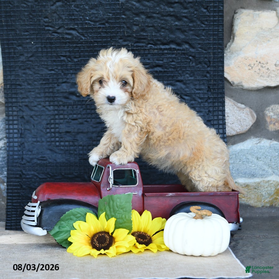 Maltipoo dogs Dawny - Ad 2