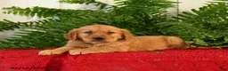 Golden Retriever dogs for sale: Dandy - Ad 1