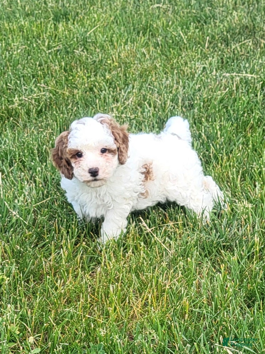 Goldendoodle dogs for sale: Cassandra  - Ad 1