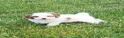 Goldendoodle dogs for sale: Cassandra  - Ad 1
