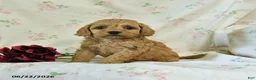 Cockapoo dogs for sale: Cuddles - Ad 3