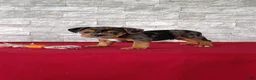 Beabull dogs for sale: Reese - Ad 3