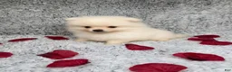 Pomeranian dogs for sale: Pomeranian 2 - Ad 2