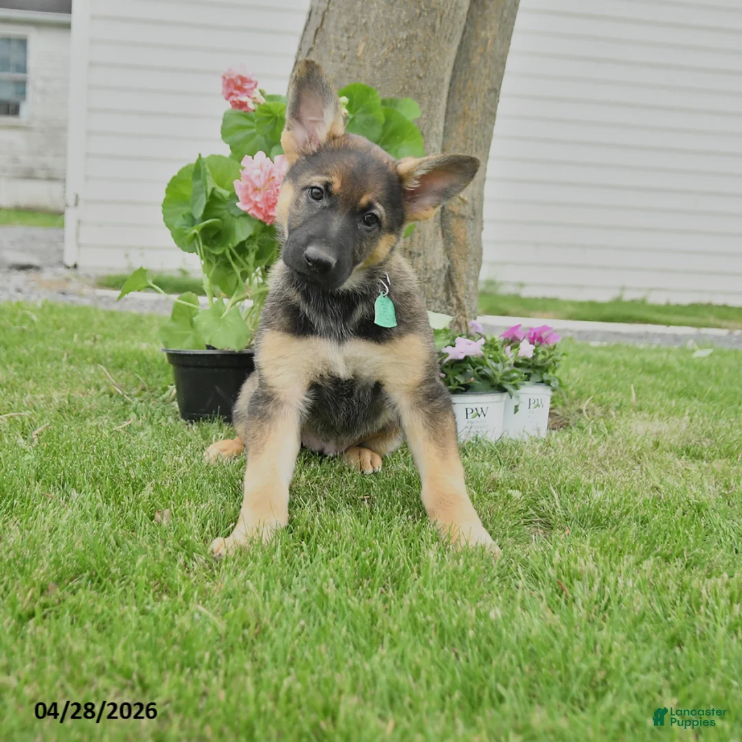 German Shepherd dogs for sale: Darcie - Ad 1