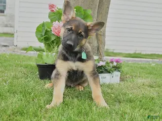 German Shepherd dogs for sale: Darcie - Ad 1