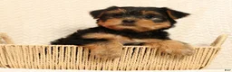 Yorkshire Terrier dogs for sale: Amber - Ad 7