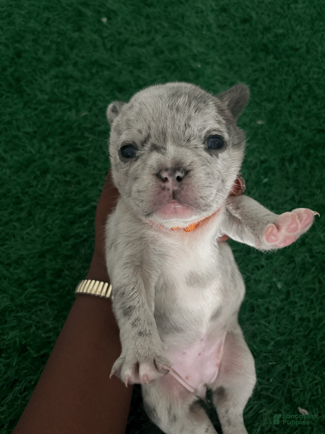 French Bulldog dogs for sale: Junie - Ad 7