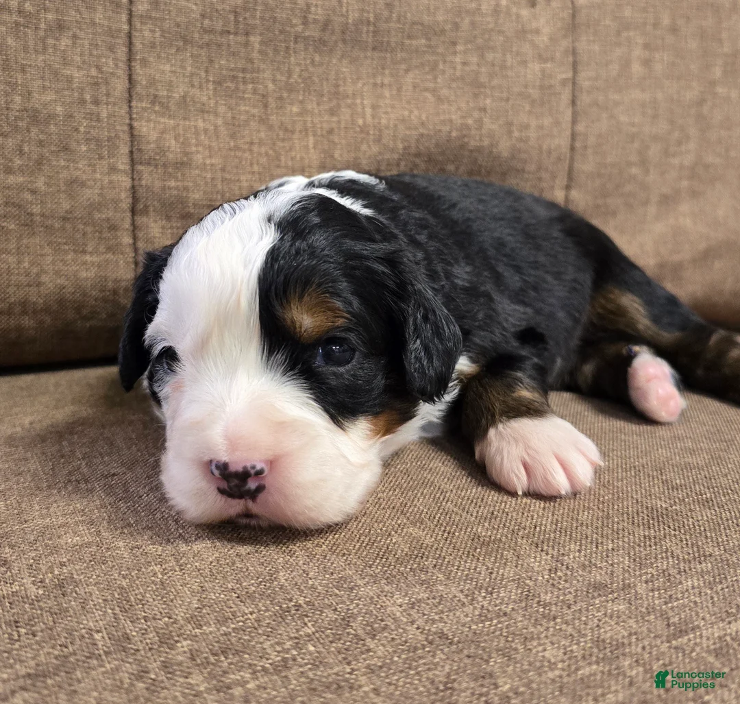 Miniature Bernese Mountain Dog dogs for sale: Tom Collins - Ad 2