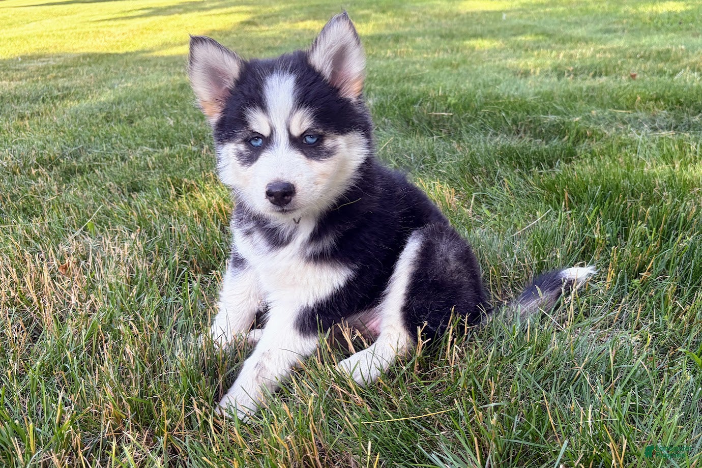 Pomsky dogs Daisy - Ad 2