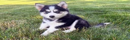 Pomsky dogs for sale: Daisy - Ad 2