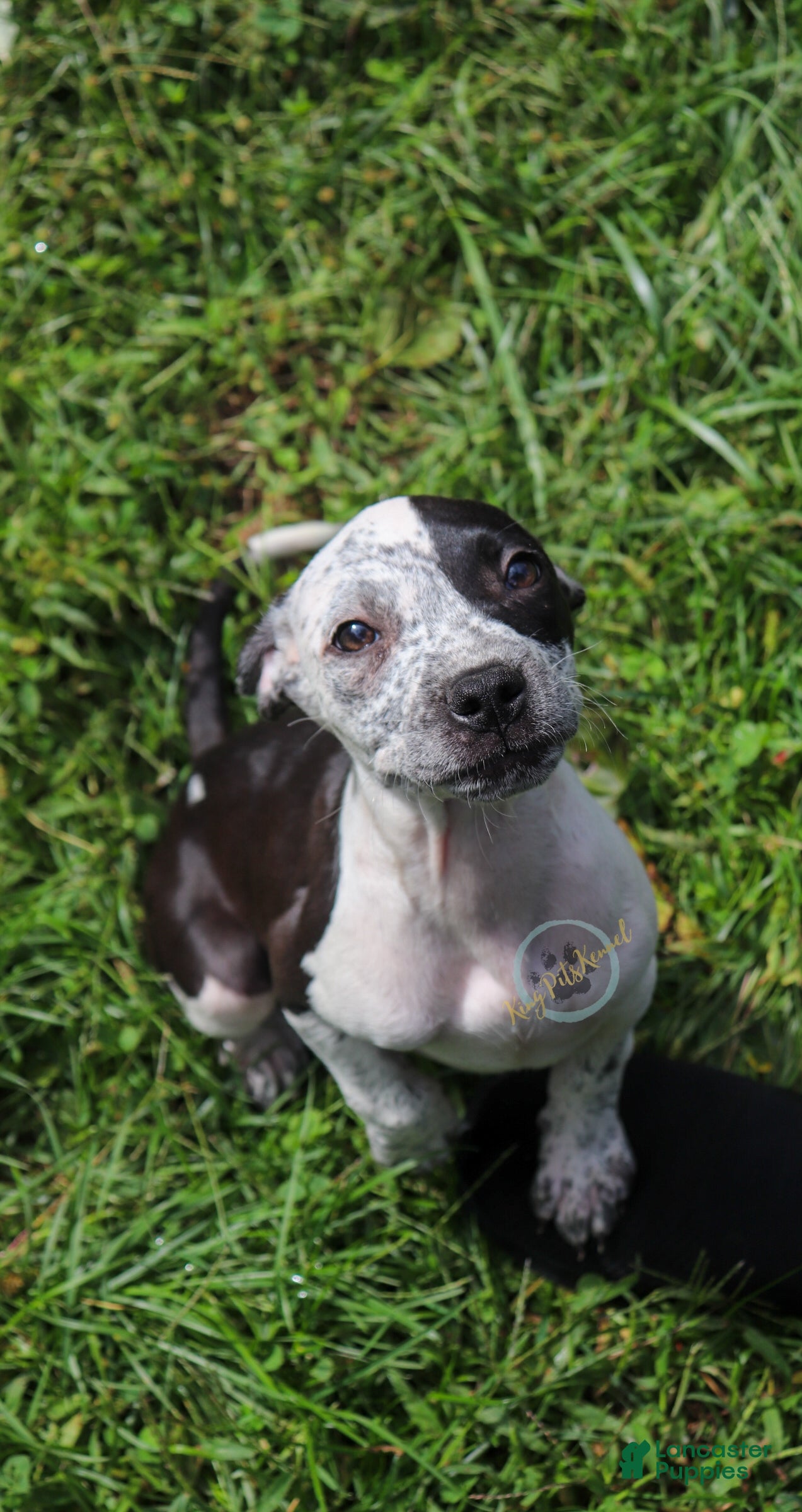 American Bully dogs Pink - Ad 4