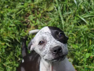 American Bully dogs Pink - Ad 16