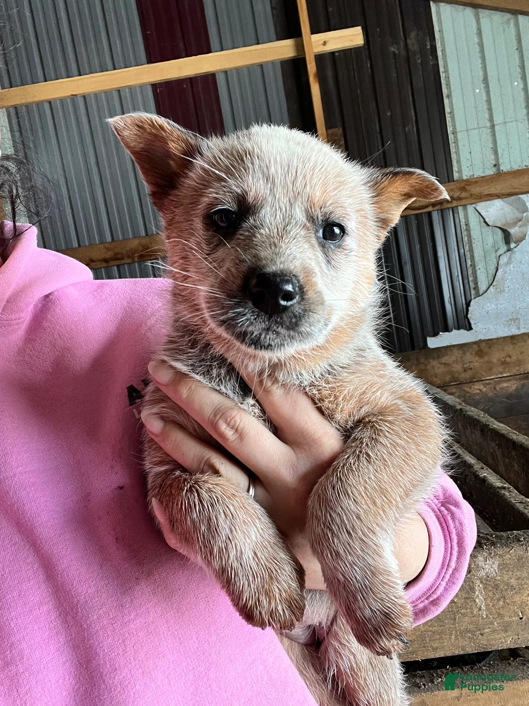 Australian Cattle Dog dogs for sale: Gemma - Ad 1
