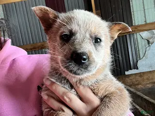 Australian Cattle Dog dogs Gemma - Ad 28