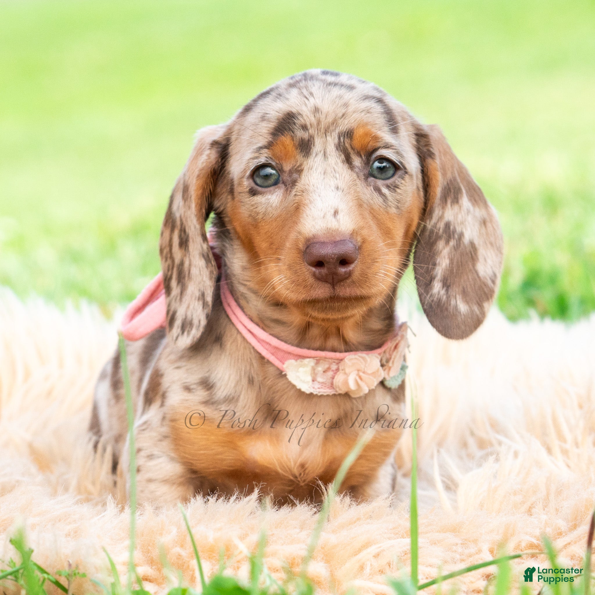 Miniature Dachshund dogs Sprinkles - Ad 6