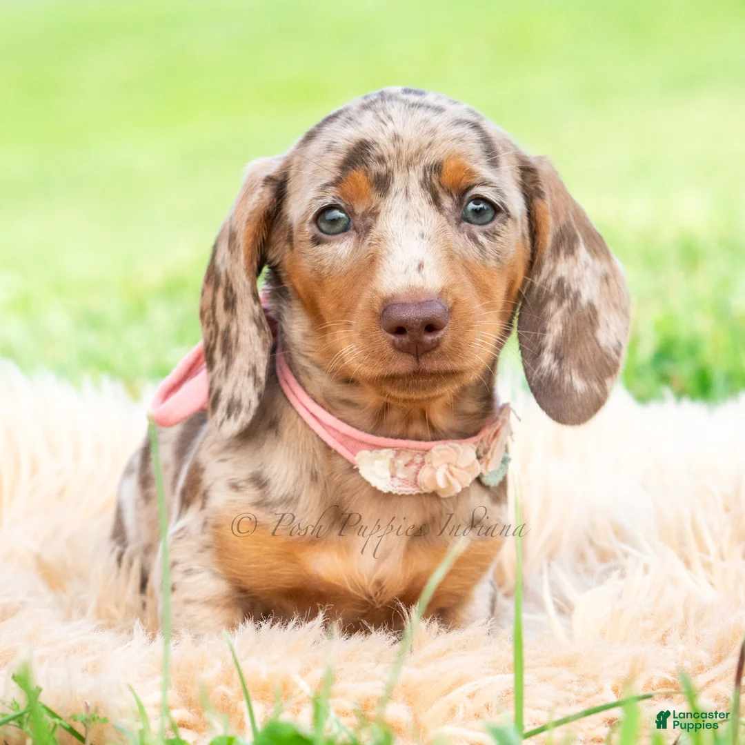 Miniature Dachshund dogs for sale: Sprinkles - Ad 1