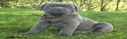 Cane Corso dogs for sale: Ravin - Ad 4