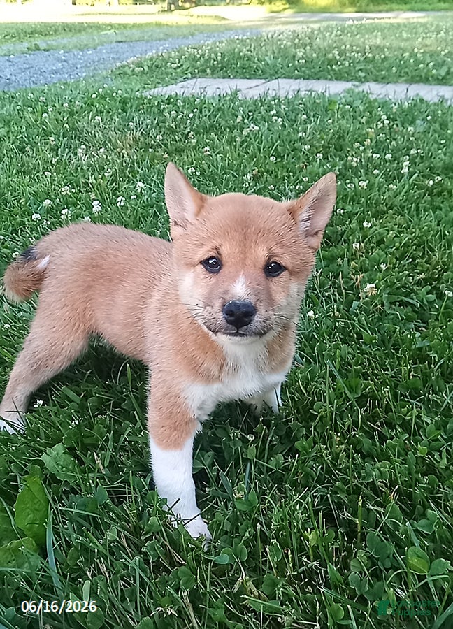 Shiba Inu dogs Willy - Ad 1
