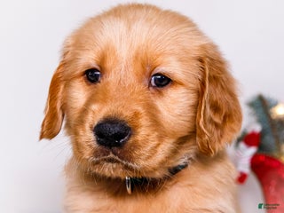 Golden Retriever dogs Benjy - Ad 25