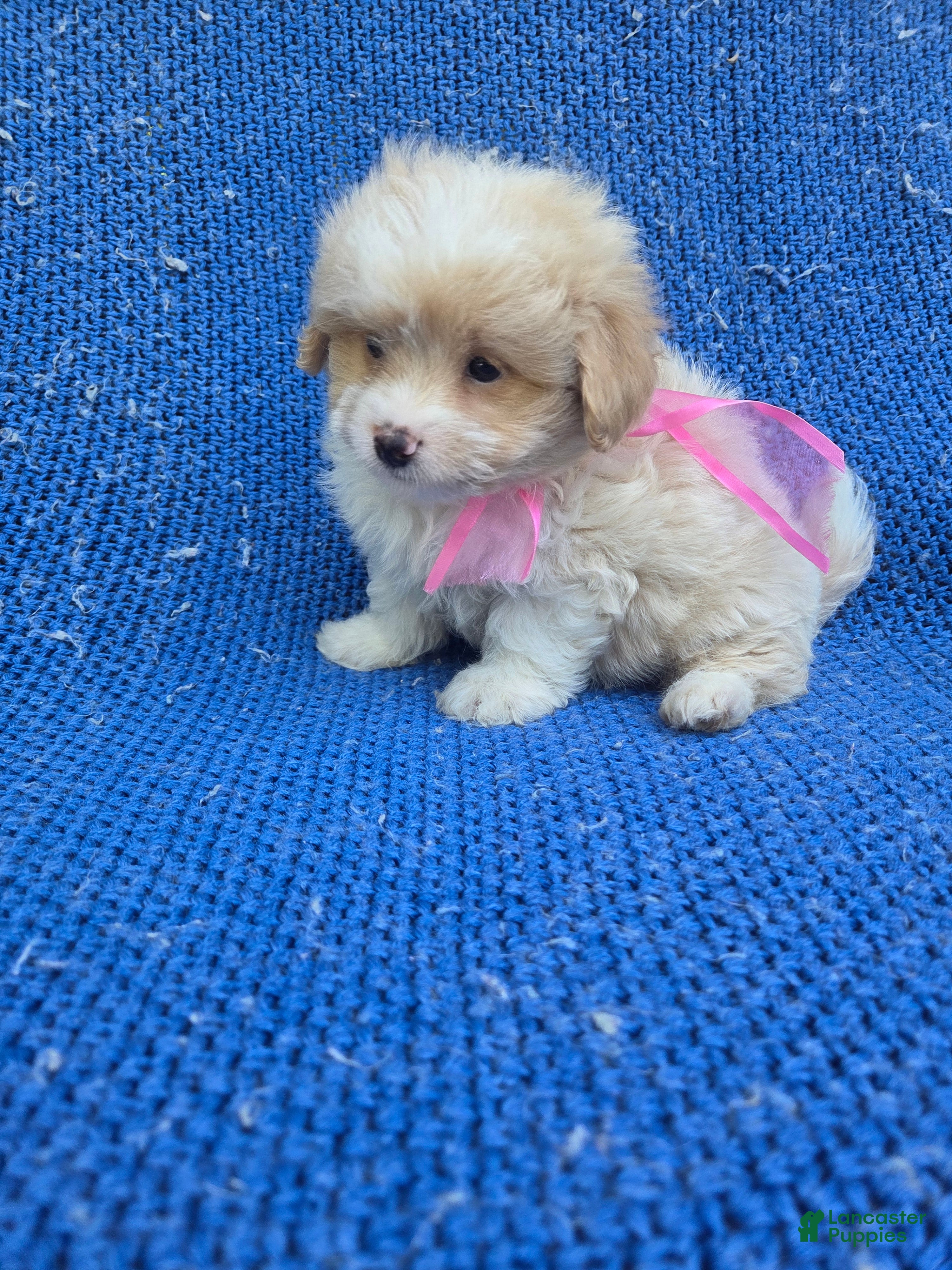 Maltipoo dogs Ivara  - Ad 22