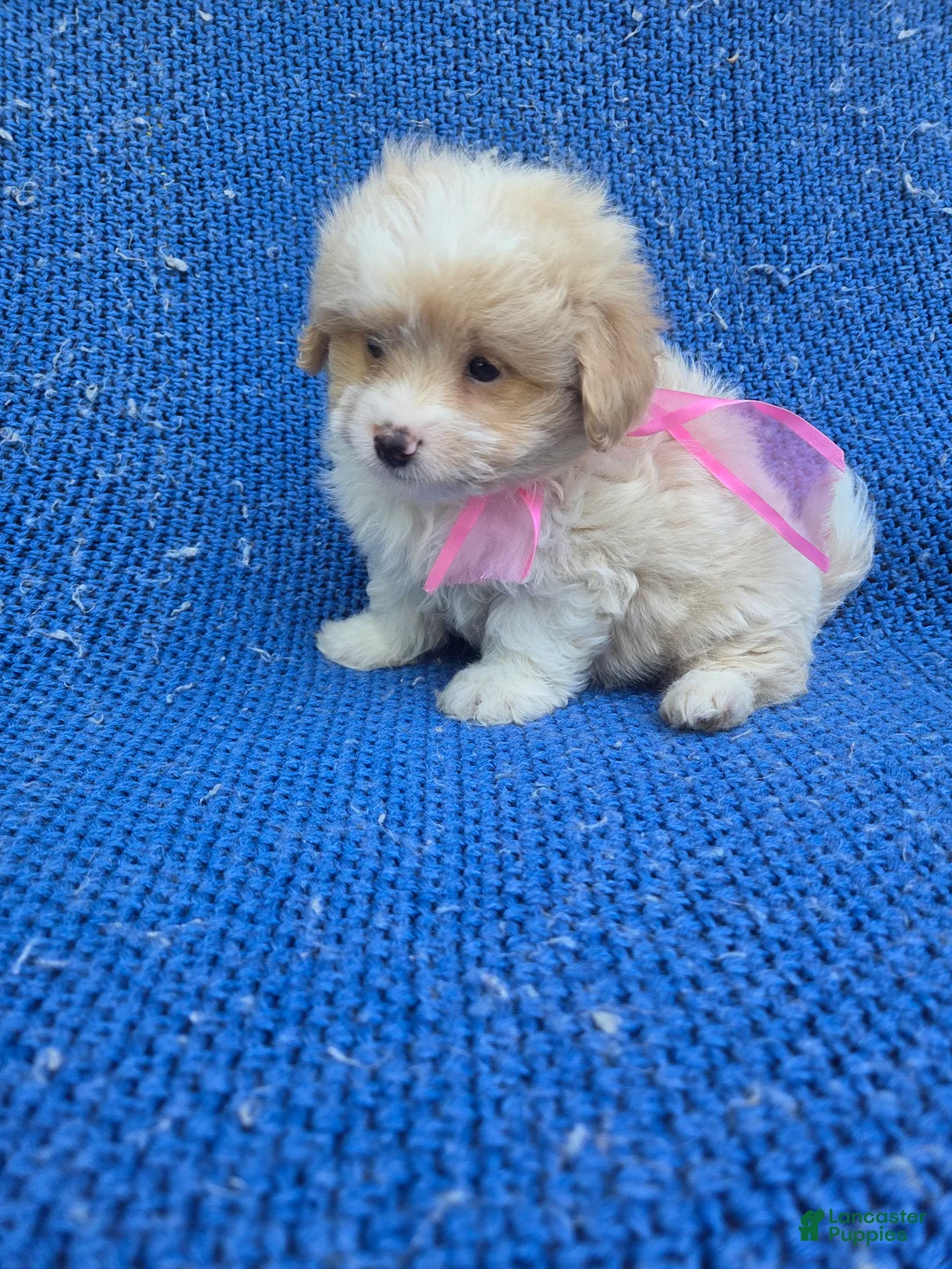 Maltipoo dogs for sale: Ivara  - Ad 1