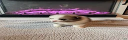 Pomeranian dogs for sale: Gazelle - Ad 6