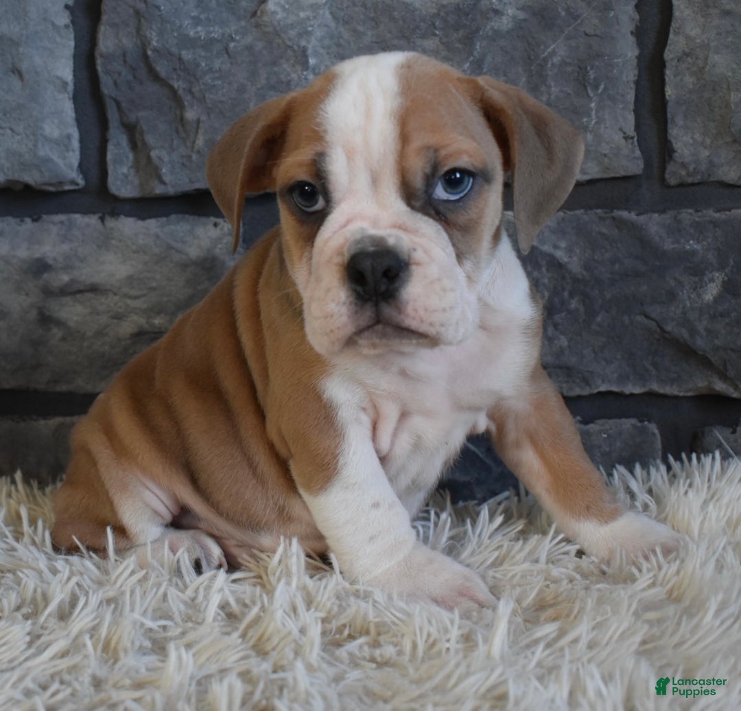 Mixed Breed dogs for sale: Tater - Ad 4