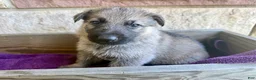 German Shepherd dogs for sale: Ben - Ad 8