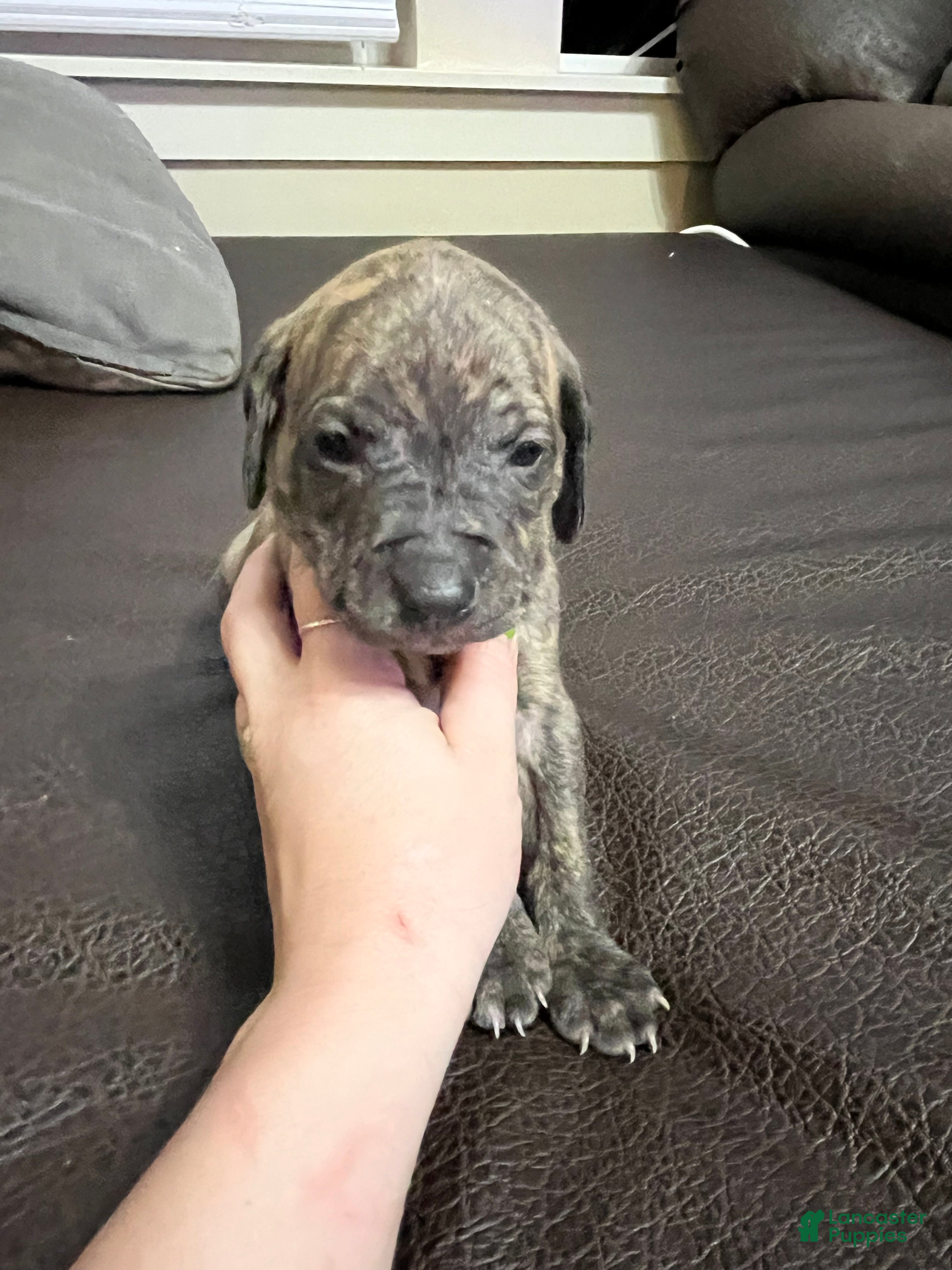 Mixed Breed dogs Boy- Puppy 3 - Ad 29