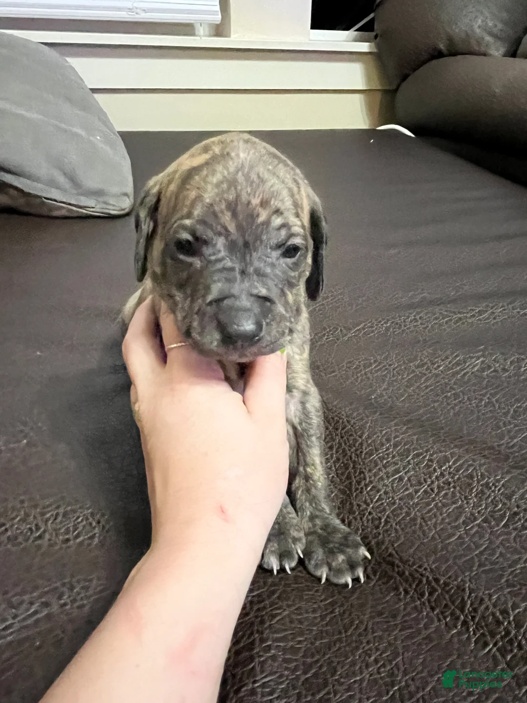 Mixed Breed dogs for sale: Boy- Puppy 3 - Ad 1