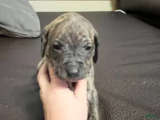 Mixed Breed dogs Boy- Puppy 3 - Ad 29