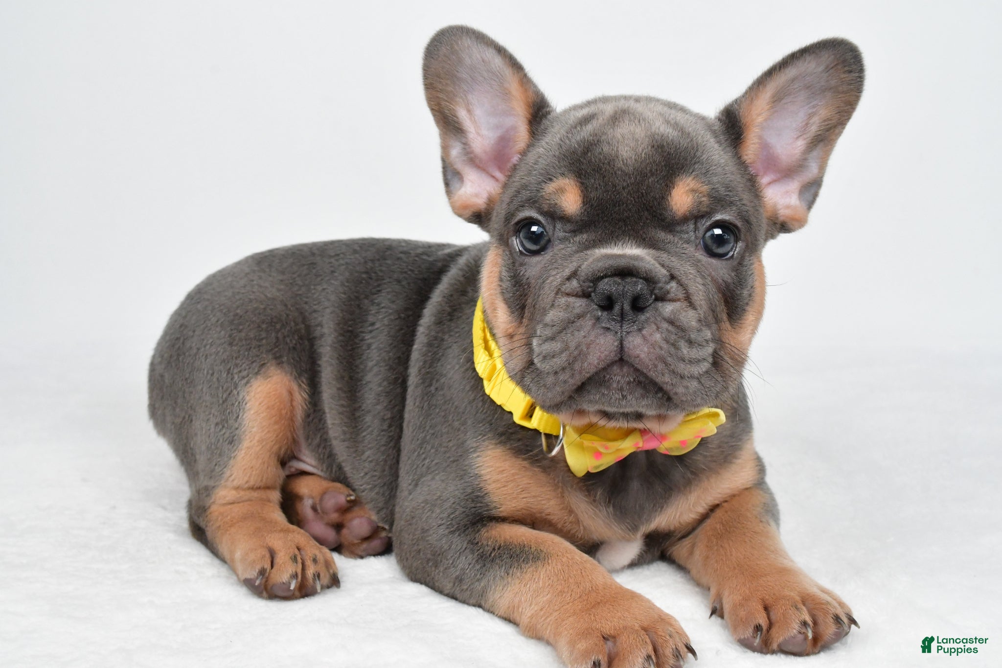 French Bulldog dogs Daryl - Ad 1