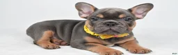 French Bulldog dogs for sale: Daryl - Ad 1