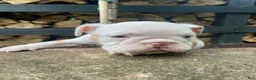 English Bulldog dogs for sale: Dexter - Ad 13