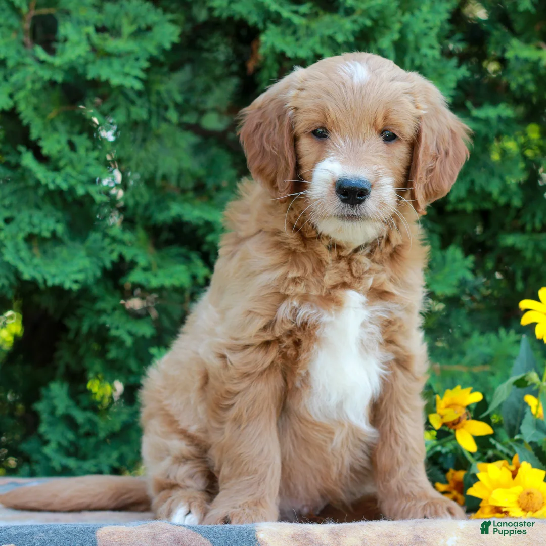 Goldendoodle dogs for sale: Tucker  - Ad 2
