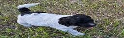 Newfypoo dogs for sale: Starry - Ad 3