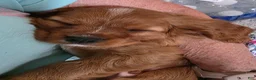Cavalier King Charles Spaniel dogs for sale: Cavalier King Charles Spaniel 1 - Ad 4