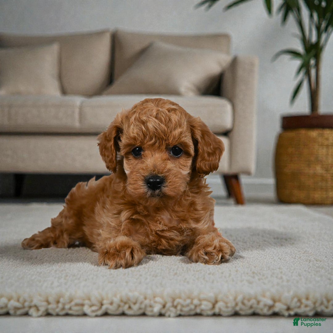 Miniature Poodle dogs for sale: Bella - Ad 3