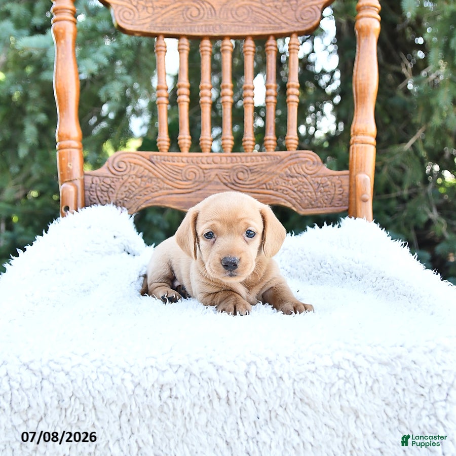Miniature Dachshund dogs Kylie - Ad 1