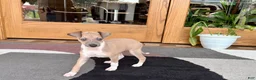 Italian Greyhound dogs for sale: Italian Greyhound male 3 Fawn boy  - Ad 2