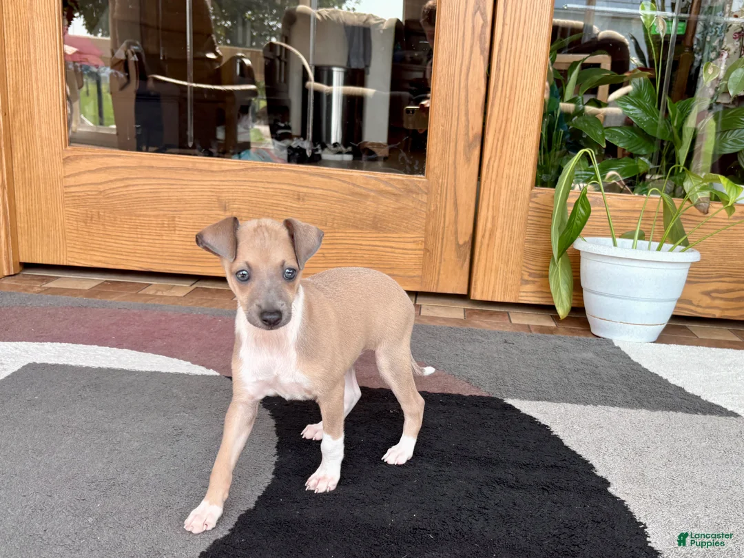 Italian Greyhound dogs for sale: Italian Greyhound male 3 Fawn boy  - Ad 2