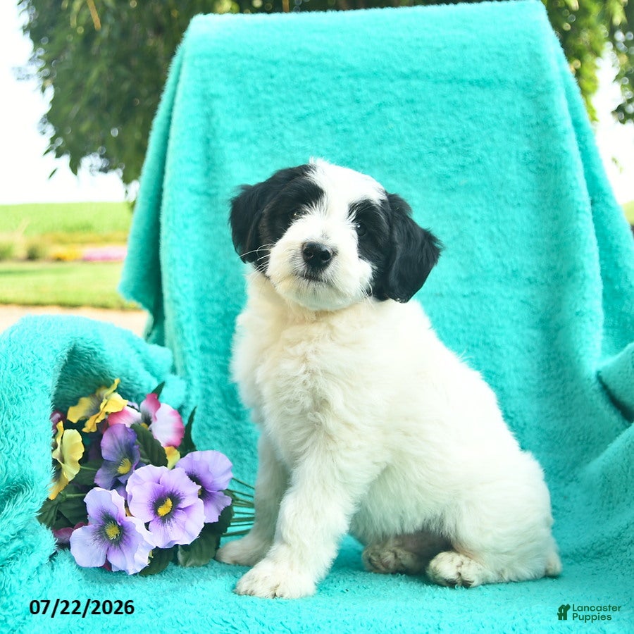 Bordoodle dogs Dapper  - Ad 2