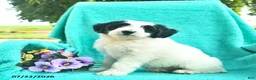 Bordoodle dogs for sale: Dapper  - Ad 2