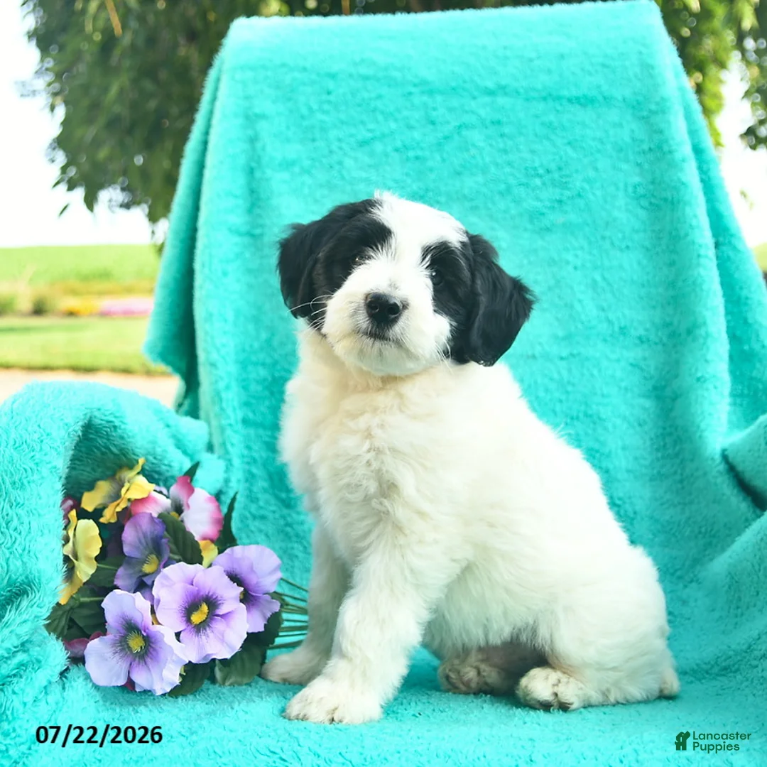 Bordoodle dogs for sale: Dapper  - Ad 2