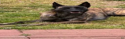 Dutch Shepherd dogs for sale: Harley - Ad 11