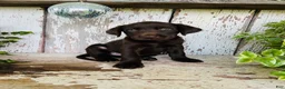 Labrador Retriever dogs for sale: Fay - Ad 3
