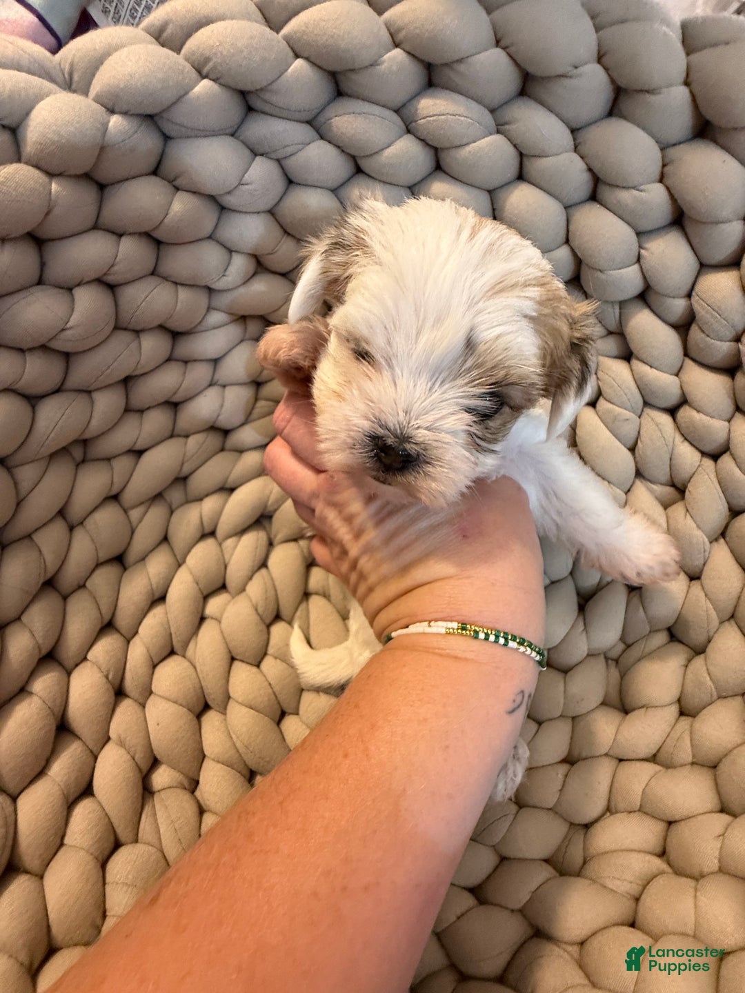 Morkie dogs for sale: TEACUP JOY  - Ad 17